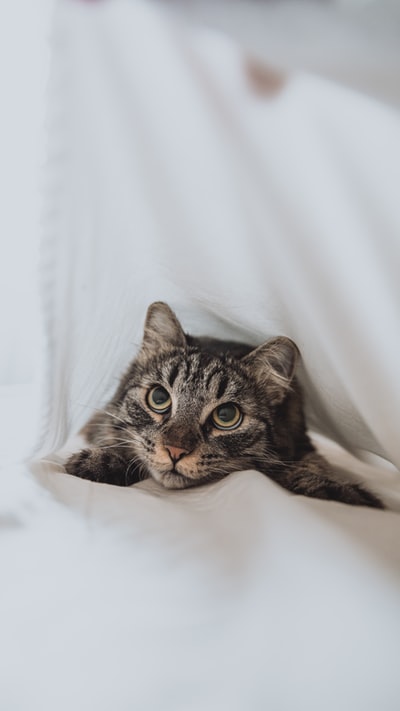 Brown spots on white fabric cat
